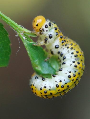 Arge ochropus